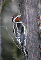 Red-Naped Sapsucker photo 4