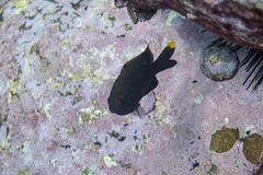 Plectroglyphidodon apicalis