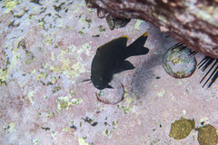 Plectroglyphidodon apicalis