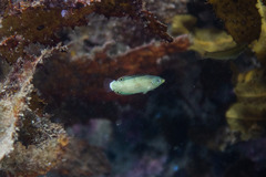 Anampses neoguinaicus