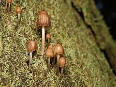Mycena subgalericulata
