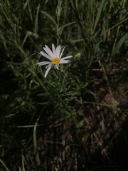 Aster altaicus