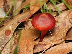 Cortinarius persplendidus