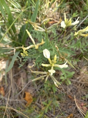 Astragalus karelinianus