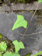 Hedera nepalensis