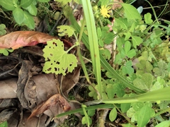 Sinosenecio oldhamianus