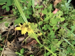 Sinosenecio oldhamianus