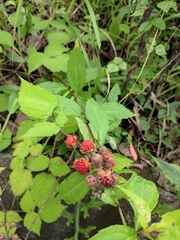 Rubus innominatus