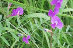 Swainsona brachycarpa