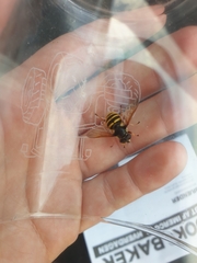 Sericomyia silentis