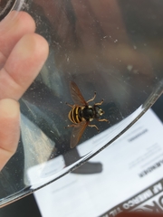 Sericomyia silentis