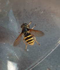Sericomyia silentis
