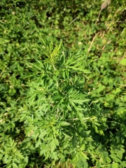 Artemisia lavandulifolia