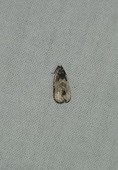 Olethreutes griseoalbana