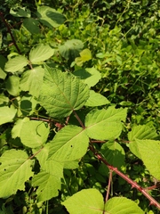 Rubus innominatus