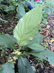 Paraphlomis javanica