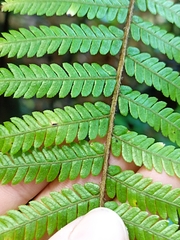 Sphaeropteris medullaris, photograph Oscar Dove, CC BY, iNaturalist via GBIF