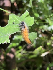 Spilarctia nydia