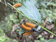 Spilarctia nydia