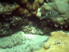 Halichoeres radiatus