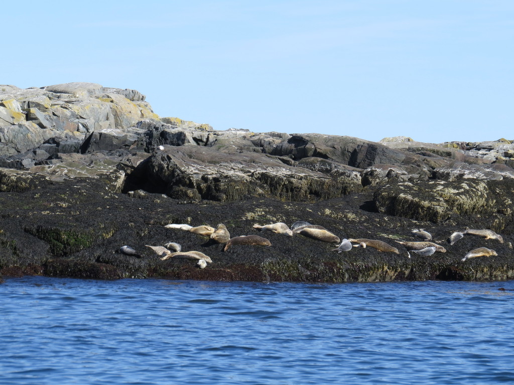 Western Atlantic Harbor Seal (Animals of Kouchibouguac National Park