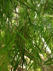 Leptospermum madidum