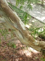 Leptospermum madidum