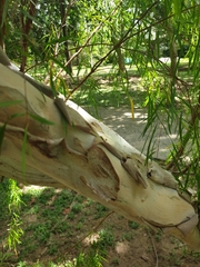 Leptospermum madidum