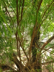 Leptospermum madidum