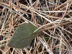 Cryptostylis leptochila
