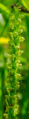 Platanthera flava herbiola