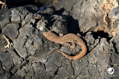 Crenadactylus ocellatus