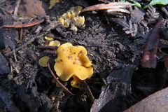 Phaeohelotium baileyanum