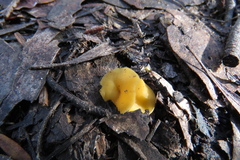 Phaeohelotium baileyanum