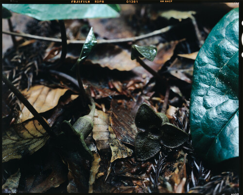 Asarum yoshikawae iNat (1)