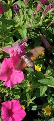 Macroglossum stellatarum