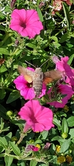 Macroglossum stellatarum