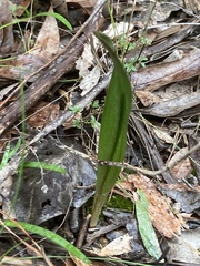 Cryptostylis leptochila