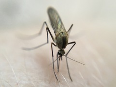 Aedes trivittatus