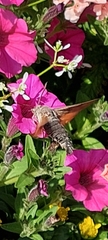 Macroglossum stellatarum