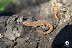 Crenadactylus ocellatus