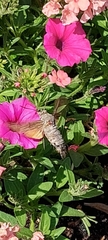 Macroglossum stellatarum