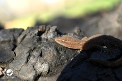Crenadactylus ocellatus