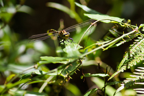 Southeastern Spinyleg photo 2