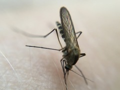 Aedes trivittatus