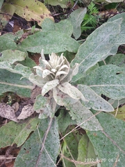 Verbascum gnaphalodes