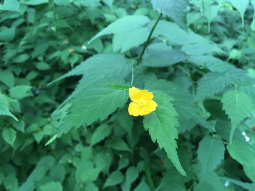 Kerria japonica