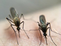 Aedes trivittatus