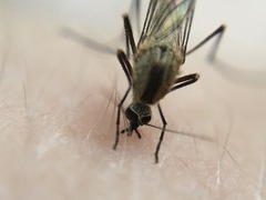 Aedes trivittatus