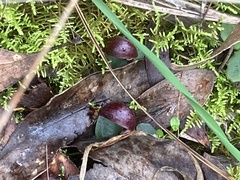 Corybas aconitiflorus